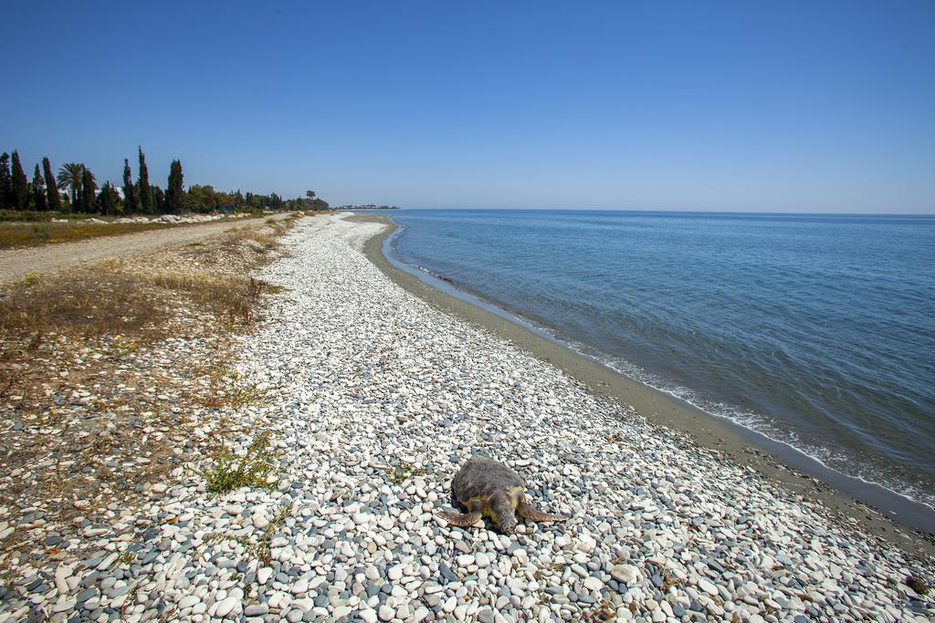 Larnaca Villa Marina Meneou Bagian luar foto